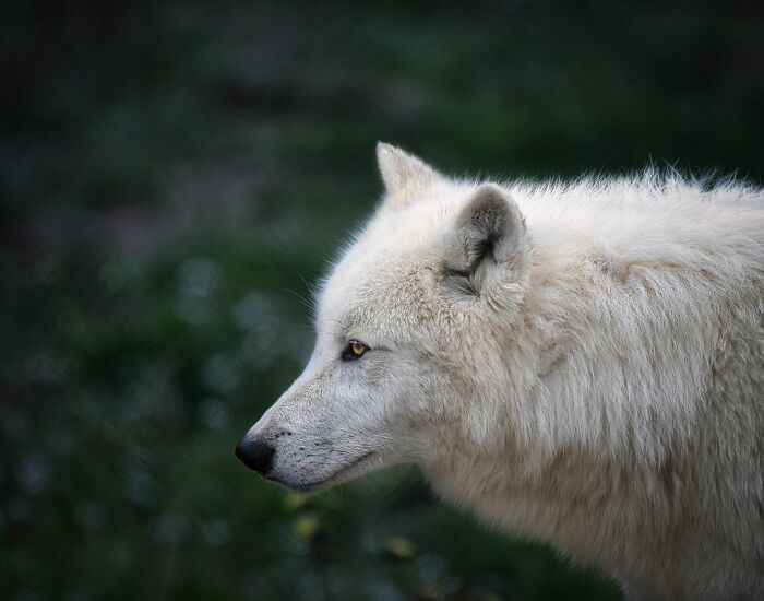 First Dire Wolves In Thousands Of Years Grow Into Healthy Adults On A 2,000-Acre Preserve