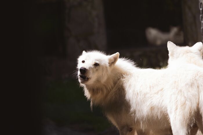 First Dire Wolves In Thousands Of Years Grow Into Healthy Adults On A 2,000-Acre Preserve