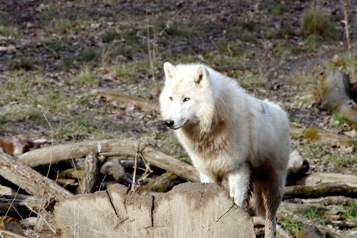 First Dire Wolves In Thousands Of Years Grow Into Healthy Adults On A 2,000-Acre Preserve