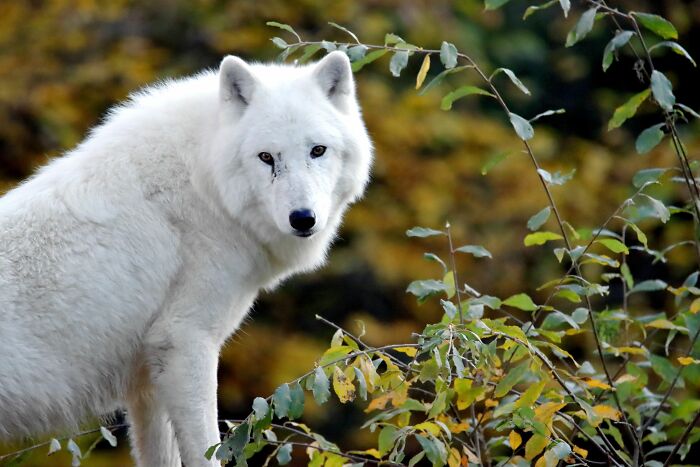 First Dire Wolves In Thousands Of Years Grow Into Healthy Adults On A 2,000-Acre Preserve