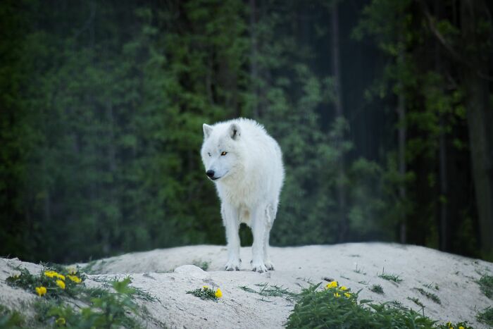 First Dire Wolves In Thousands Of Years Grow Into Healthy Adults On A 2,000-Acre Preserve