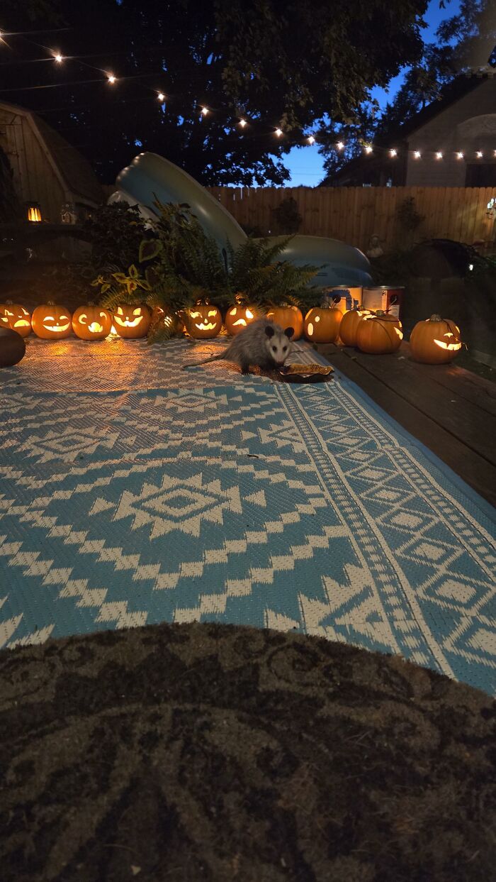 57 Times People Were So Proud Of Their Outdoor Halloween Decorations They Needed To Boast Online 57 Times People Were So Proud Of Their Outdoor Halloween Decorations They Needed To Boast Online