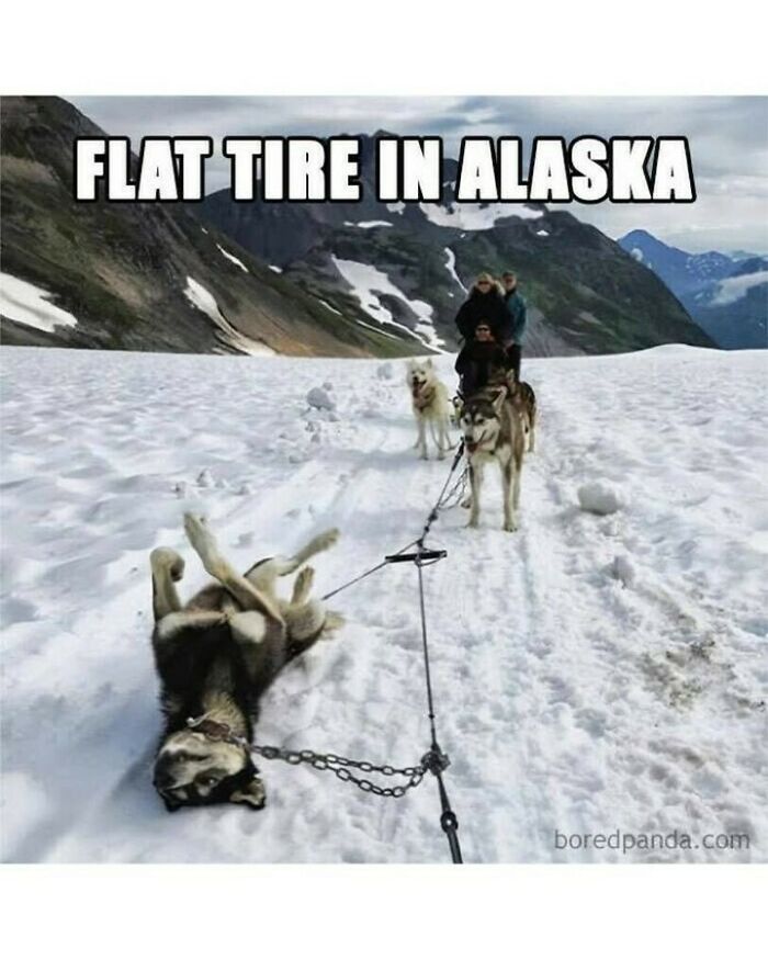 80 Dog Memes That Prove Our Lives Would Be Boring Without These Fluffy Weirdos 80 Dog Memes That Prove Our Lives Would Be Boring Without These Fluffy Weirdos