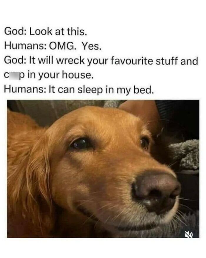 80 Dog Memes That Prove Our Lives Would Be Boring Without These Fluffy Weirdos 80 Dog Memes That Prove Our Lives Would Be Boring Without These Fluffy Weirdos