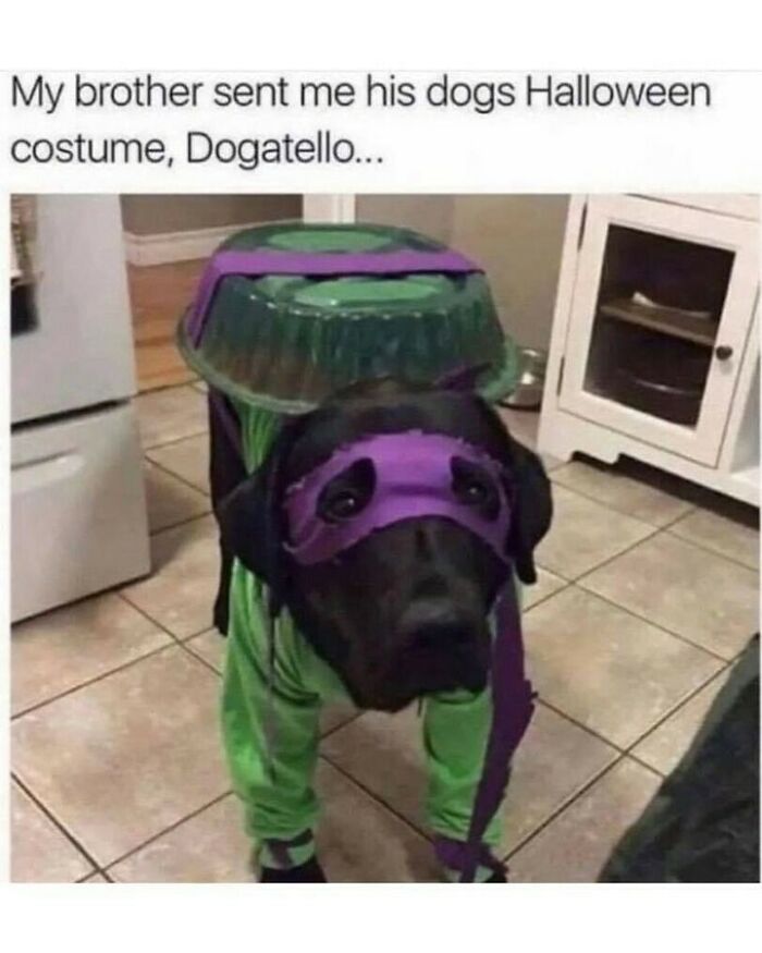 80 Dog Memes That Prove Our Lives Would Be Boring Without These Fluffy Weirdos 80 Dog Memes That Prove Our Lives Would Be Boring Without These Fluffy Weirdos