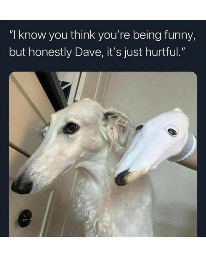 80 Dog Memes That Prove Our Lives Would Be Boring Without These Fluffy Weirdos 80 Dog Memes That Prove Our Lives Would Be Boring Without These Fluffy Weirdos