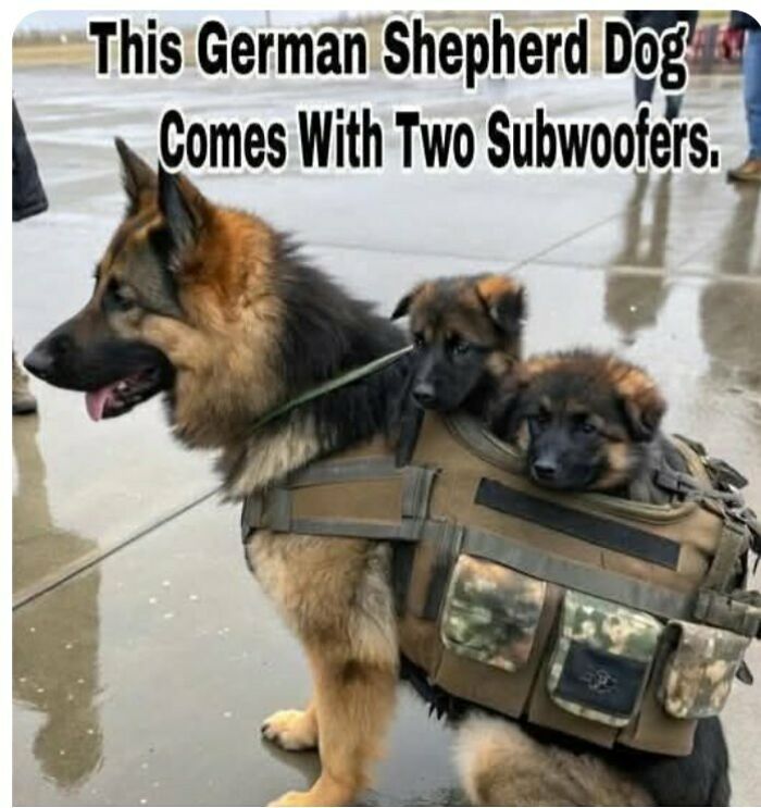 80 Dog Memes That Prove Our Lives Would Be Boring Without These Fluffy Weirdos 80 Dog Memes That Prove Our Lives Would Be Boring Without These Fluffy Weirdos