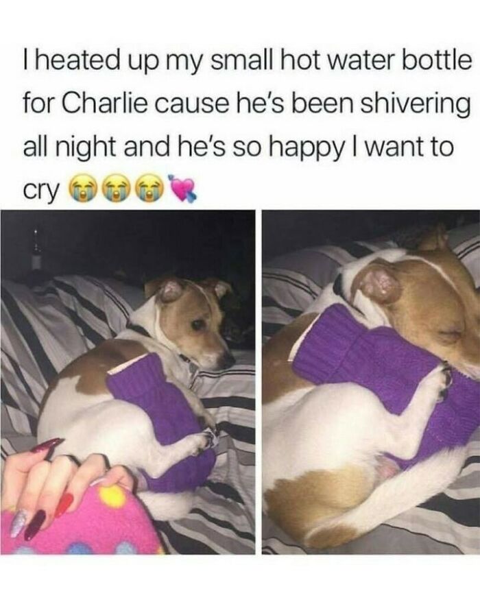 80 Dog Memes That Prove Our Lives Would Be Boring Without These Fluffy Weirdos 80 Dog Memes That Prove Our Lives Would Be Boring Without These Fluffy Weirdos