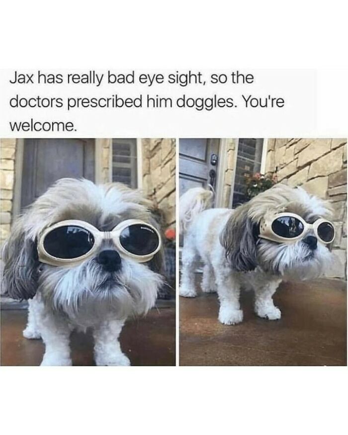 80 Dog Memes That Prove Our Lives Would Be Boring Without These Fluffy Weirdos 80 Dog Memes That Prove Our Lives Would Be Boring Without These Fluffy Weirdos