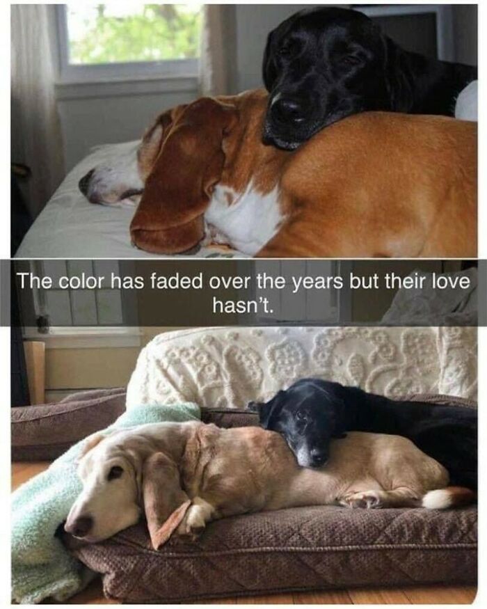 80 Dog Memes That Prove Our Lives Would Be Boring Without These Fluffy Weirdos 80 Dog Memes That Prove Our Lives Would Be Boring Without These Fluffy Weirdos