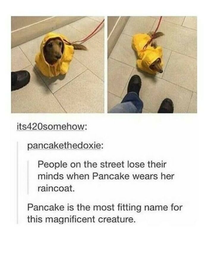 80 Dog Memes That Prove Our Lives Would Be Boring Without These Fluffy Weirdos 80 Dog Memes That Prove Our Lives Would Be Boring Without These Fluffy Weirdos