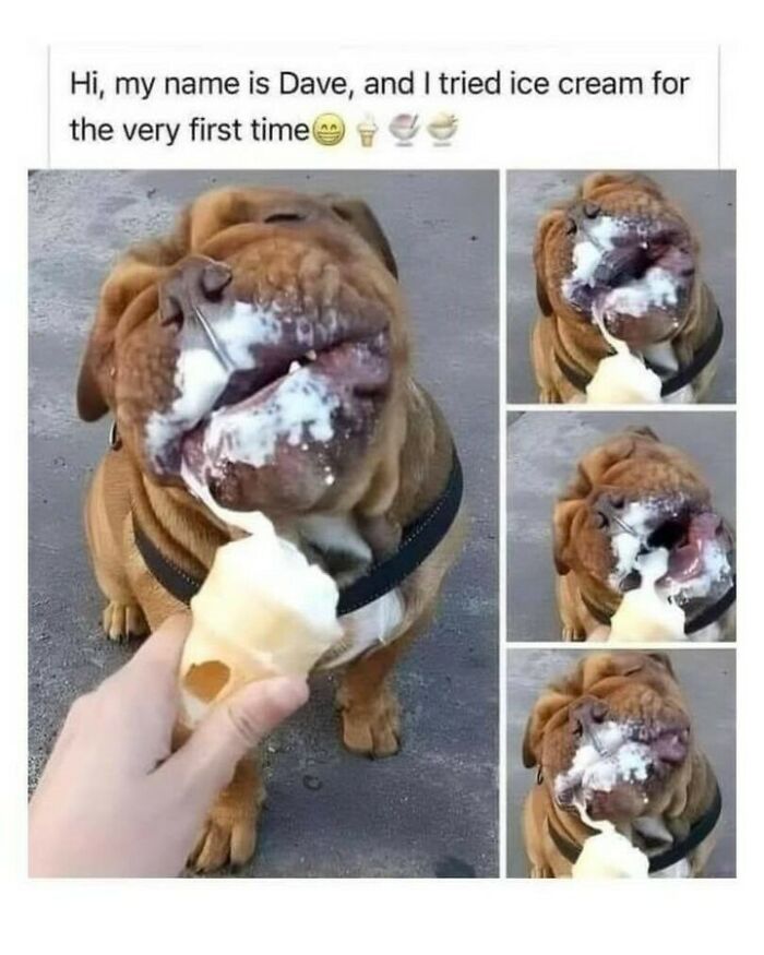 80 Dog Memes That Prove Our Lives Would Be Boring Without These Fluffy Weirdos 80 Dog Memes That Prove Our Lives Would Be Boring Without These Fluffy Weirdos