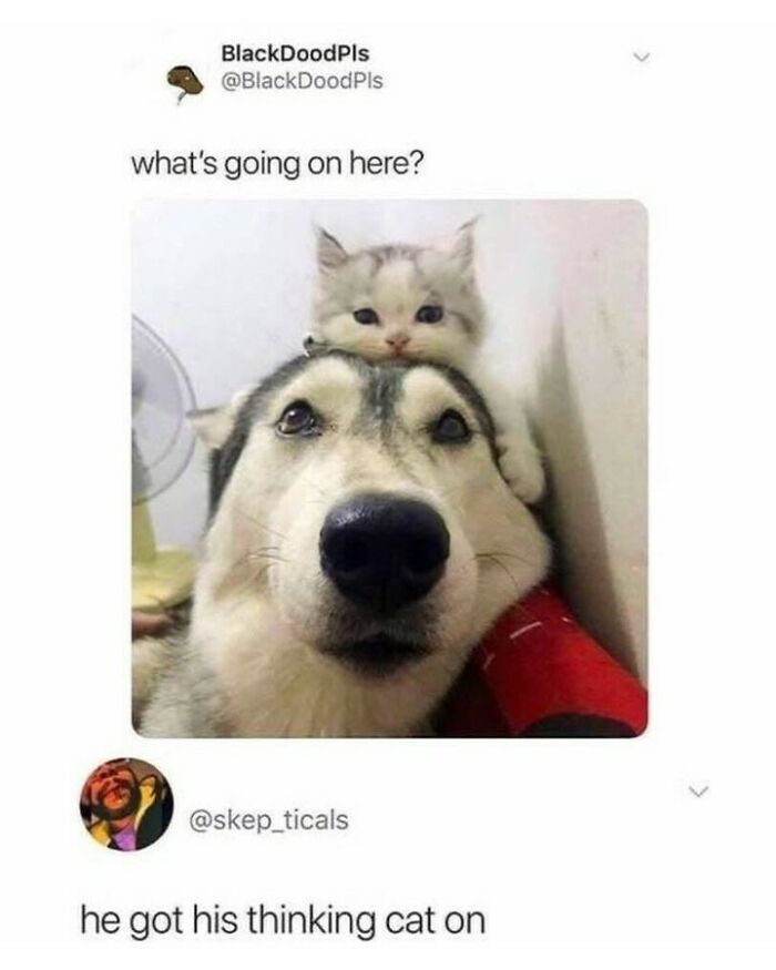 80 Dog Memes That Prove Our Lives Would Be Boring Without These Fluffy Weirdos 80 Dog Memes That Prove Our Lives Would Be Boring Without These Fluffy Weirdos