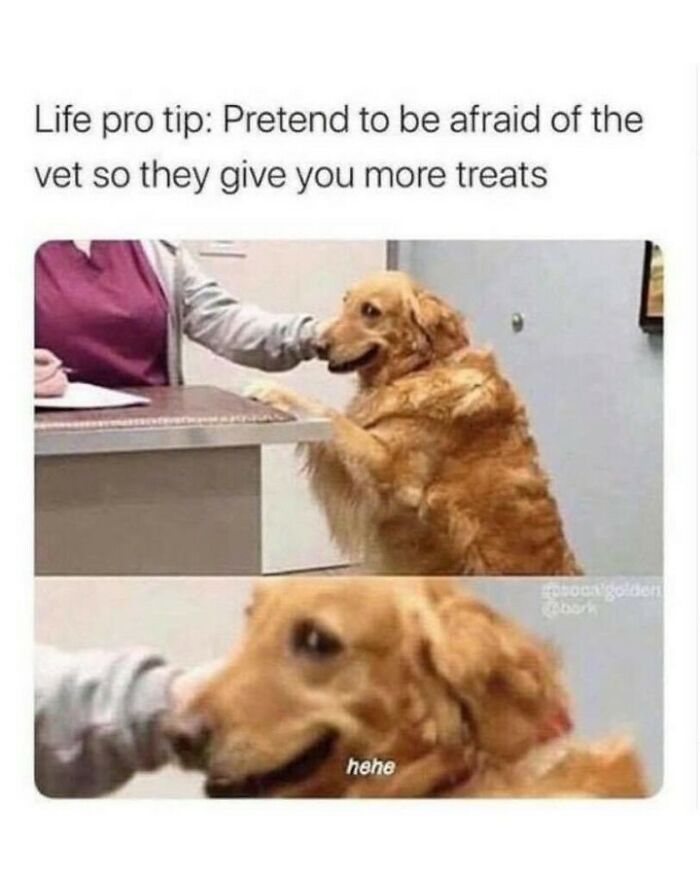 80 Dog Memes That Prove Our Lives Would Be Boring Without These Fluffy Weirdos 80 Dog Memes That Prove Our Lives Would Be Boring Without These Fluffy Weirdos
