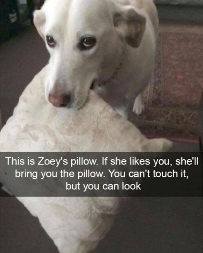 80 Dog Memes That Prove Our Lives Would Be Boring Without These Fluffy Weirdos 80 Dog Memes That Prove Our Lives Would Be Boring Without These Fluffy Weirdos