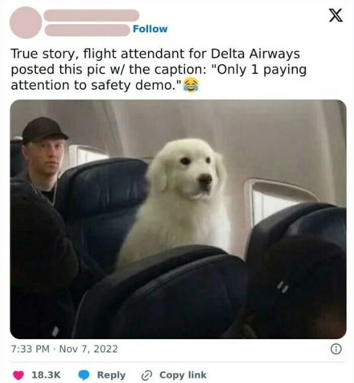 80 Dog Memes That Prove Our Lives Would Be Boring Without These Fluffy Weirdos 80 Dog Memes That Prove Our Lives Would Be Boring Without These Fluffy Weirdos