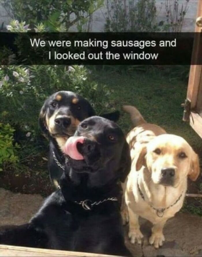 80 Dog Memes That Prove Our Lives Would Be Boring Without These Fluffy Weirdos 80 Dog Memes That Prove Our Lives Would Be Boring Without These Fluffy Weirdos