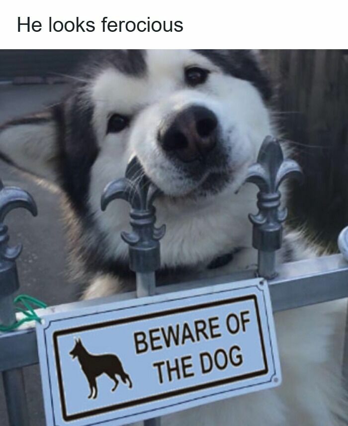 80 Dog Memes That Prove Our Lives Would Be Boring Without These Fluffy Weirdos 80 Dog Memes That Prove Our Lives Would Be Boring Without These Fluffy Weirdos