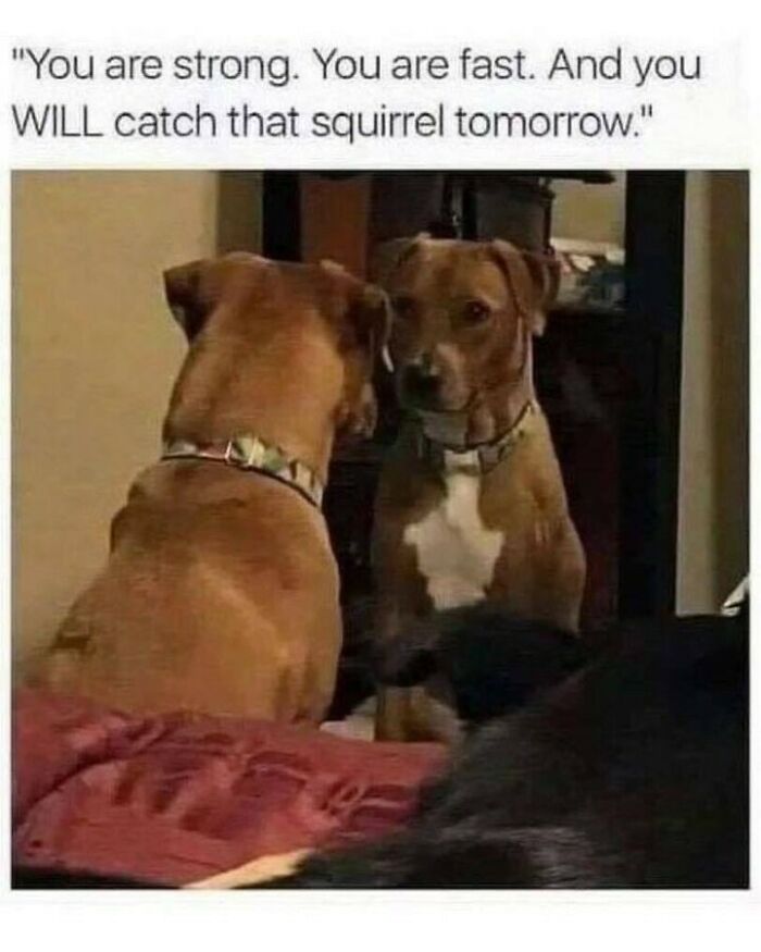 80 Dog Memes That Prove Our Lives Would Be Boring Without These Fluffy Weirdos 80 Dog Memes That Prove Our Lives Would Be Boring Without These Fluffy Weirdos
