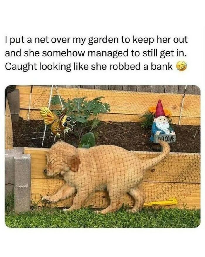 80 Dog Memes That Prove Our Lives Would Be Boring Without These Fluffy Weirdos 80 Dog Memes That Prove Our Lives Would Be Boring Without These Fluffy Weirdos