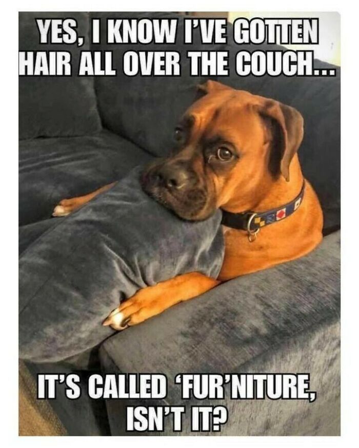80 Dog Memes That Prove Our Lives Would Be Boring Without These Fluffy Weirdos 80 Dog Memes That Prove Our Lives Would Be Boring Without These Fluffy Weirdos