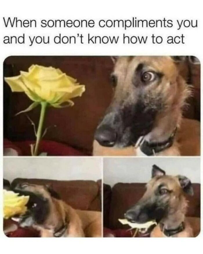 80 Dog Memes That Prove Our Lives Would Be Boring Without These Fluffy Weirdos 80 Dog Memes That Prove Our Lives Would Be Boring Without These Fluffy Weirdos
