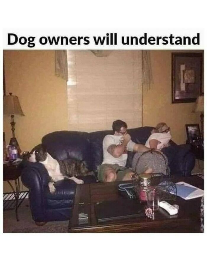 80 Dog Memes That Prove Our Lives Would Be Boring Without These Fluffy Weirdos 80 Dog Memes That Prove Our Lives Would Be Boring Without These Fluffy Weirdos