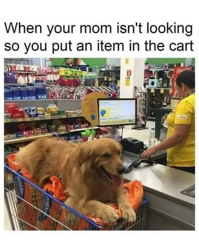 80 Dog Memes That Prove Our Lives Would Be Boring Without These Fluffy Weirdos 80 Dog Memes That Prove Our Lives Would Be Boring Without These Fluffy Weirdos