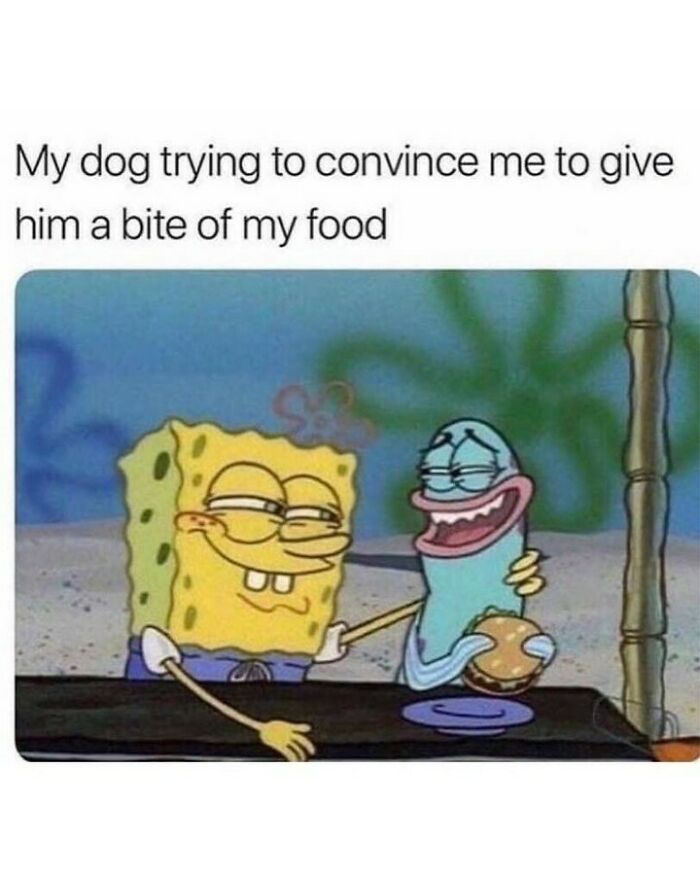 80 Dog Memes That Prove Our Lives Would Be Boring Without These Fluffy Weirdos 80 Dog Memes That Prove Our Lives Would Be Boring Without These Fluffy Weirdos
