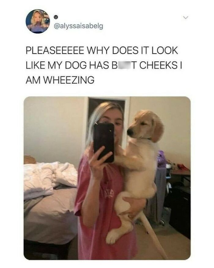 80 Dog Memes That Prove Our Lives Would Be Boring Without These Fluffy Weirdos 80 Dog Memes That Prove Our Lives Would Be Boring Without These Fluffy Weirdos