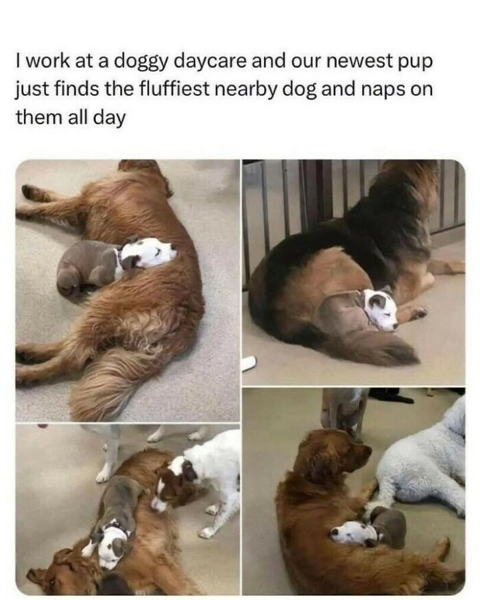 80 Dog Memes That Prove Our Lives Would Be Boring Without These Fluffy Weirdos 80 Dog Memes That Prove Our Lives Would Be Boring Without These Fluffy Weirdos