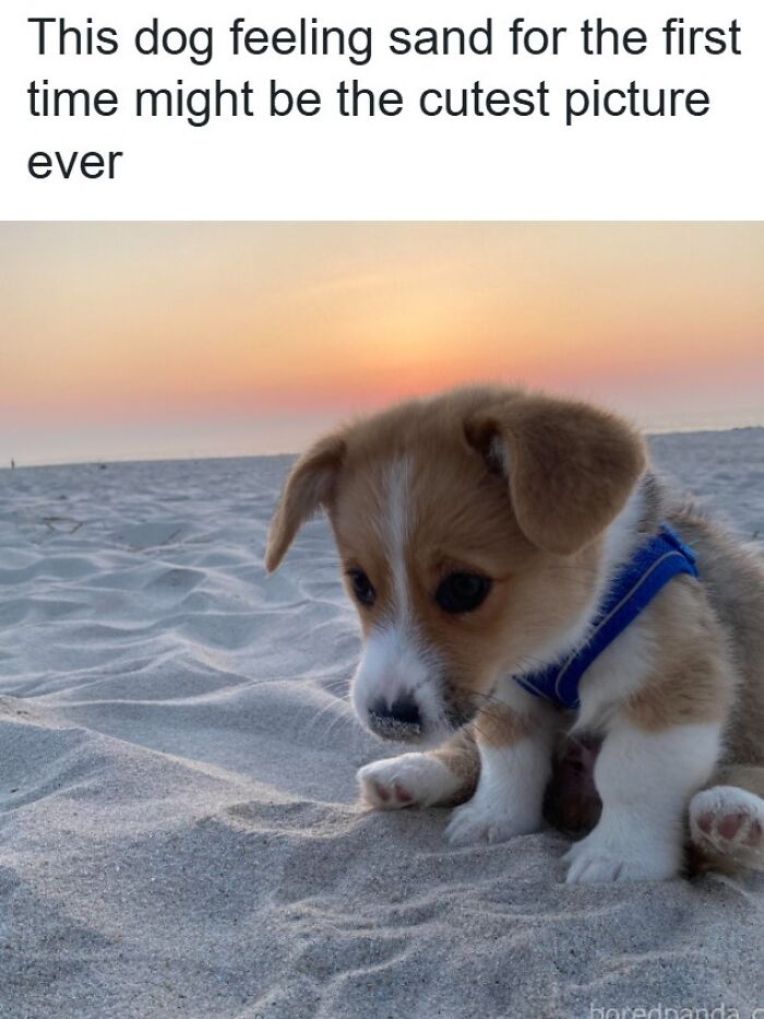 80 Dog Memes That Prove Our Lives Would Be Boring Without These Fluffy Weirdos 80 Dog Memes That Prove Our Lives Would Be Boring Without These Fluffy Weirdos