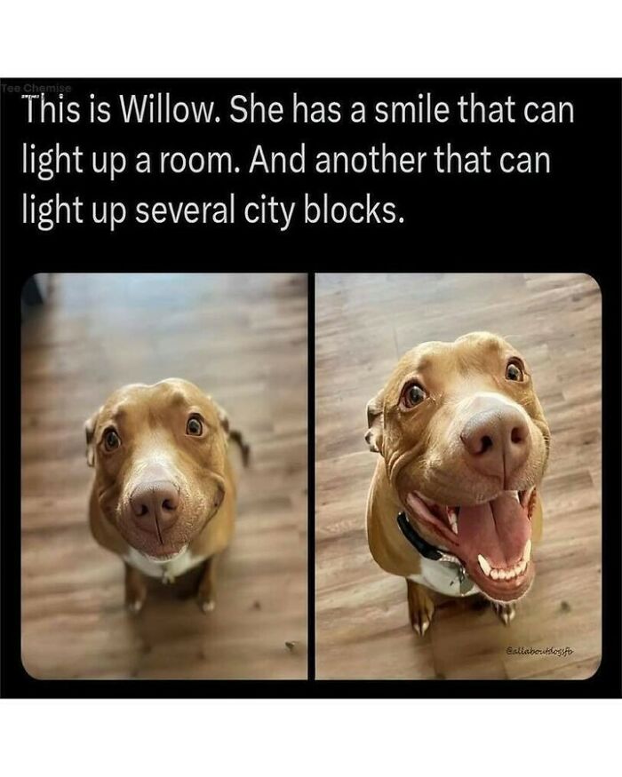 80 Dog Memes That Prove Our Lives Would Be Boring Without These Fluffy Weirdos 80 Dog Memes That Prove Our Lives Would Be Boring Without These Fluffy Weirdos