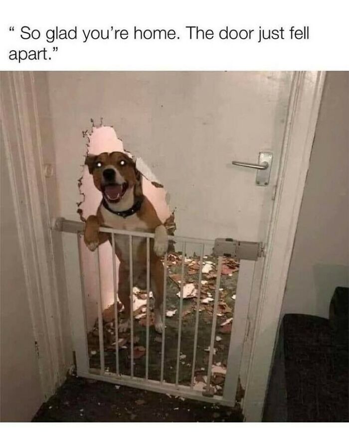 80 Dog Memes That Prove Our Lives Would Be Boring Without These Fluffy Weirdos 80 Dog Memes That Prove Our Lives Would Be Boring Without These Fluffy Weirdos