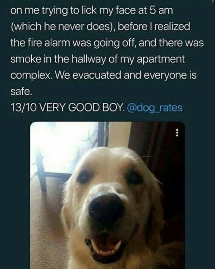 80 Dog Memes That Prove Our Lives Would Be Boring Without These Fluffy Weirdos 80 Dog Memes That Prove Our Lives Would Be Boring Without These Fluffy Weirdos