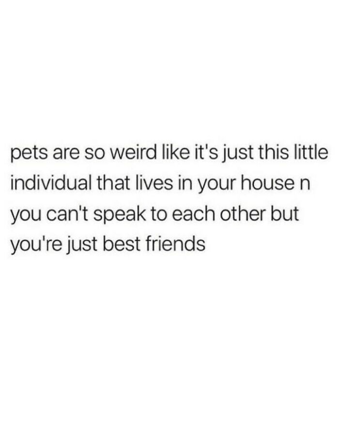 80 Dog Memes That Prove Our Lives Would Be Boring Without These Fluffy Weirdos 80 Dog Memes That Prove Our Lives Would Be Boring Without These Fluffy Weirdos