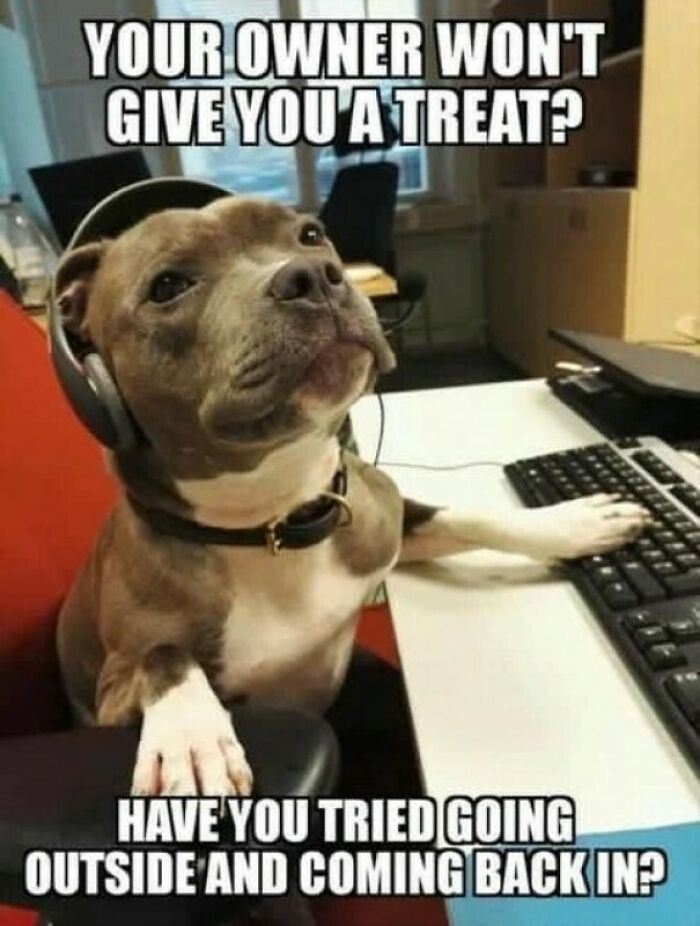 80 Dog Memes That Prove Our Lives Would Be Boring Without These Fluffy Weirdos 80 Dog Memes That Prove Our Lives Would Be Boring Without These Fluffy Weirdos