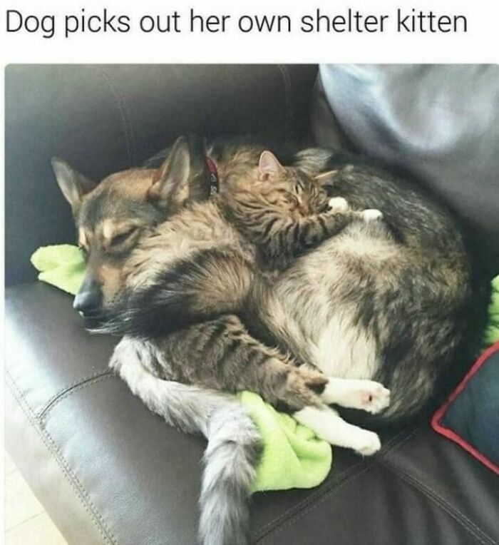 80 Dog Memes That Prove Our Lives Would Be Boring Without These Fluffy Weirdos 80 Dog Memes That Prove Our Lives Would Be Boring Without These Fluffy Weirdos