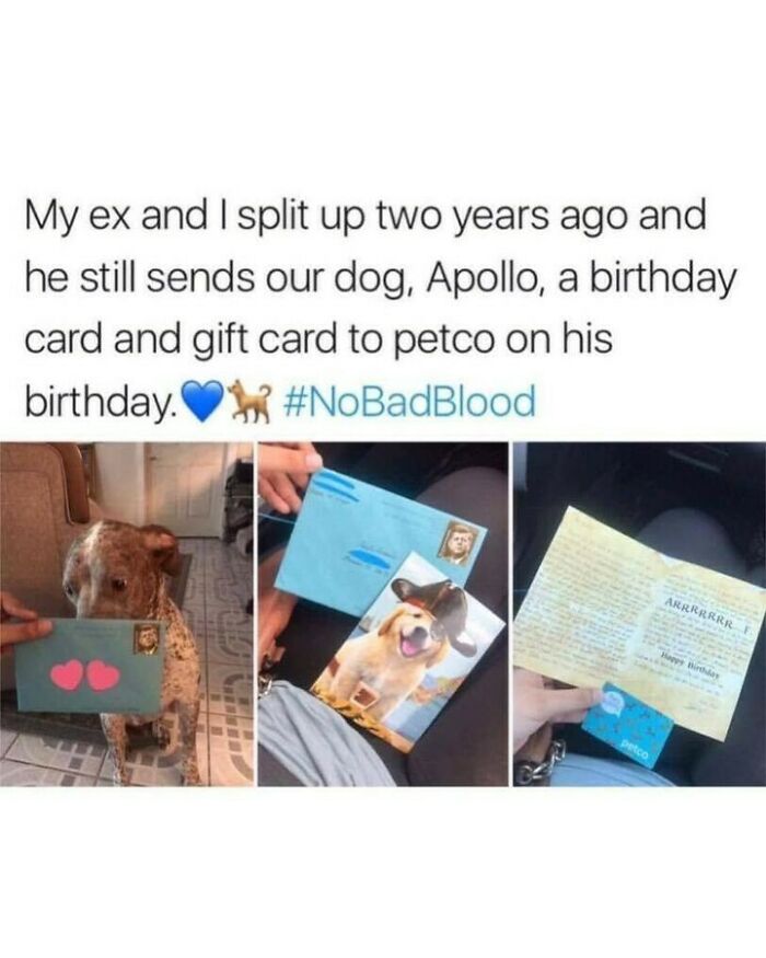 80 Dog Memes That Prove Our Lives Would Be Boring Without These Fluffy Weirdos 80 Dog Memes That Prove Our Lives Would Be Boring Without These Fluffy Weirdos