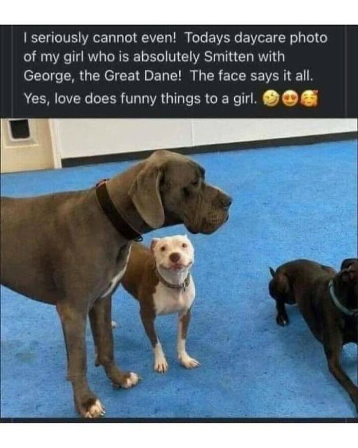 80 Dog Memes That Prove Our Lives Would Be Boring Without These Fluffy Weirdos 80 Dog Memes That Prove Our Lives Would Be Boring Without These Fluffy Weirdos