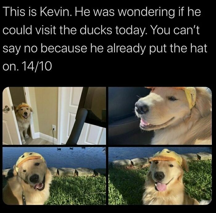 80 Dog Memes That Prove Our Lives Would Be Boring Without These Fluffy Weirdos 80 Dog Memes That Prove Our Lives Would Be Boring Without These Fluffy Weirdos