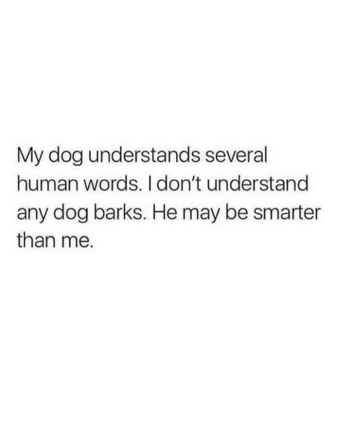 80 Dog Memes That Prove Our Lives Would Be Boring Without These Fluffy Weirdos 80 Dog Memes That Prove Our Lives Would Be Boring Without These Fluffy Weirdos