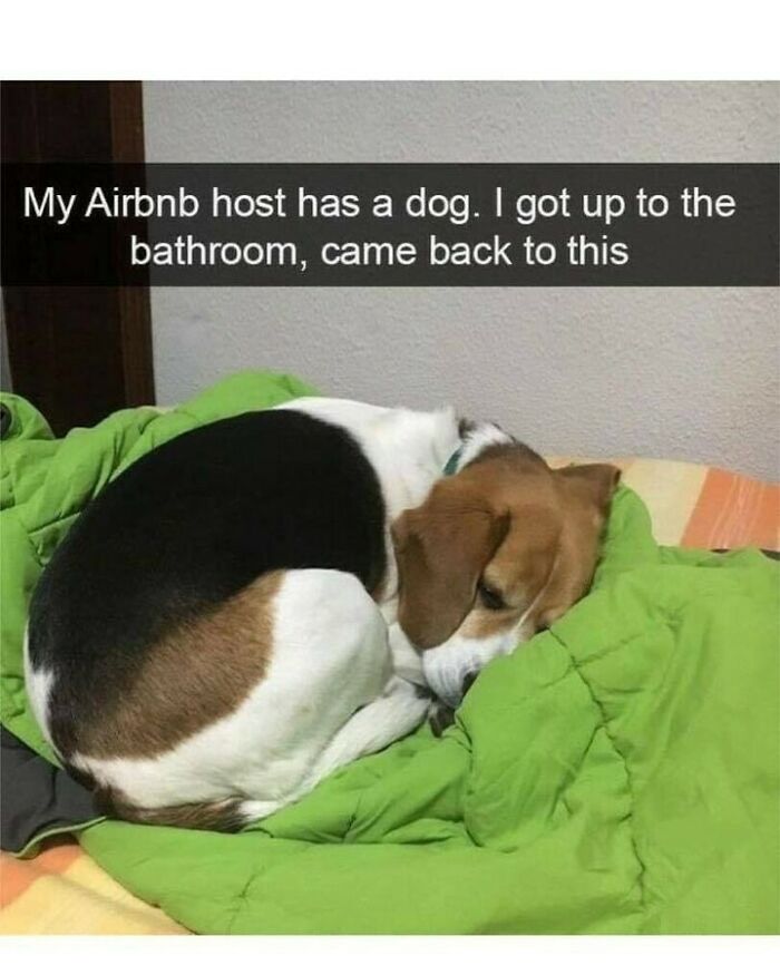 80 Dog Memes That Prove Our Lives Would Be Boring Without These Fluffy Weirdos 80 Dog Memes That Prove Our Lives Would Be Boring Without These Fluffy Weirdos