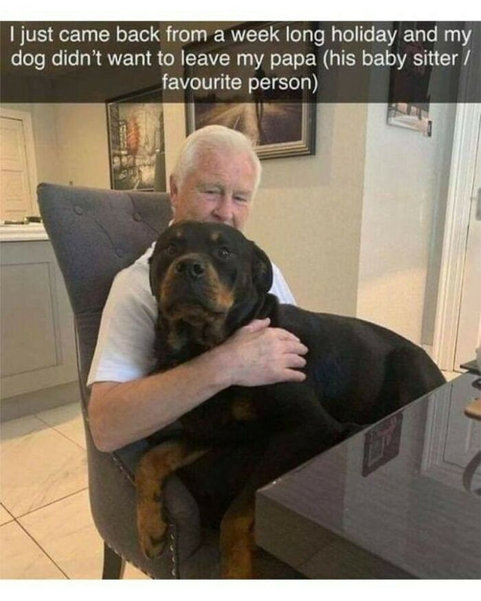 80 Dog Memes That Prove Our Lives Would Be Boring Without These Fluffy Weirdos 80 Dog Memes That Prove Our Lives Would Be Boring Without These Fluffy Weirdos