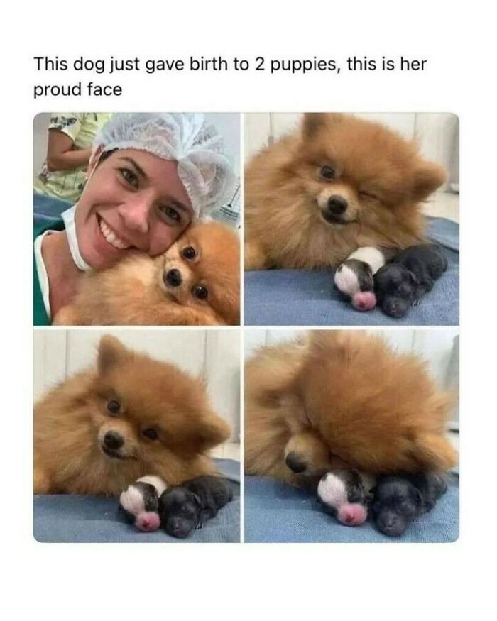 80 Dog Memes That Prove Our Lives Would Be Boring Without These Fluffy Weirdos 80 Dog Memes That Prove Our Lives Would Be Boring Without These Fluffy Weirdos