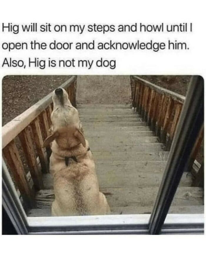 80 Dog Memes That Prove Our Lives Would Be Boring Without These Fluffy Weirdos 80 Dog Memes That Prove Our Lives Would Be Boring Without These Fluffy Weirdos