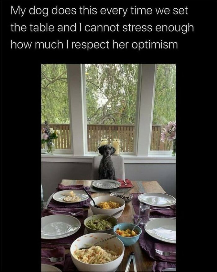 80 Dog Memes That Prove Our Lives Would Be Boring Without These Fluffy Weirdos 80 Dog Memes That Prove Our Lives Would Be Boring Without These Fluffy Weirdos