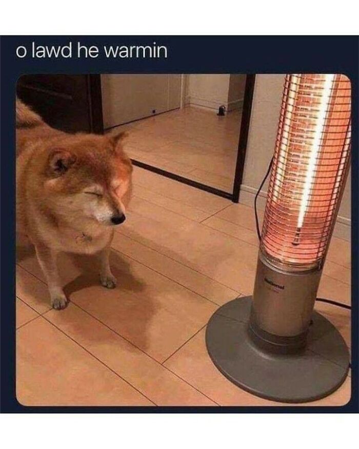 80 Dog Memes That Prove Our Lives Would Be Boring Without These Fluffy Weirdos 80 Dog Memes That Prove Our Lives Would Be Boring Without These Fluffy Weirdos