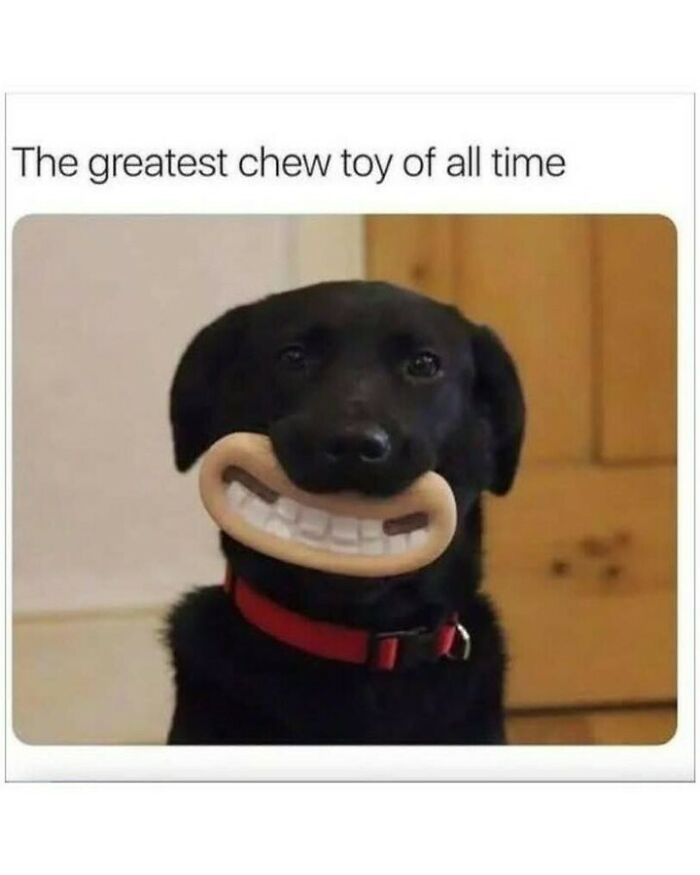 80 Dog Memes That Prove Our Lives Would Be Boring Without These Fluffy Weirdos 80 Dog Memes That Prove Our Lives Would Be Boring Without These Fluffy Weirdos