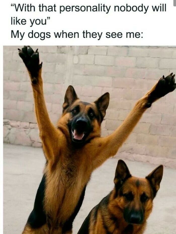 80 Dog Memes That Prove Our Lives Would Be Boring Without These Fluffy Weirdos 80 Dog Memes That Prove Our Lives Would Be Boring Without These Fluffy Weirdos